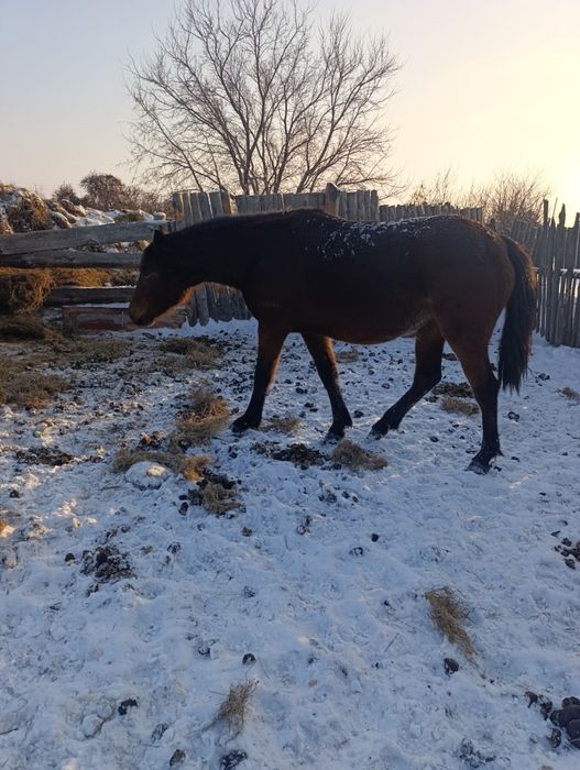 Забыла три с половиной