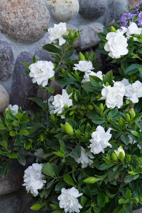Гарденията (Gardenia jasminoides)