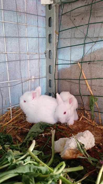 Iepuri mini cap de leu