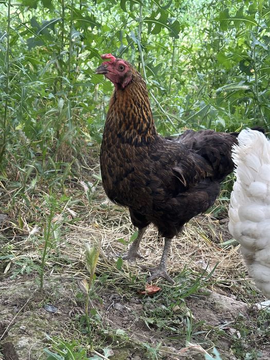 Tovuq va xoroz sotiladi hammasj 350.000 ga beraman