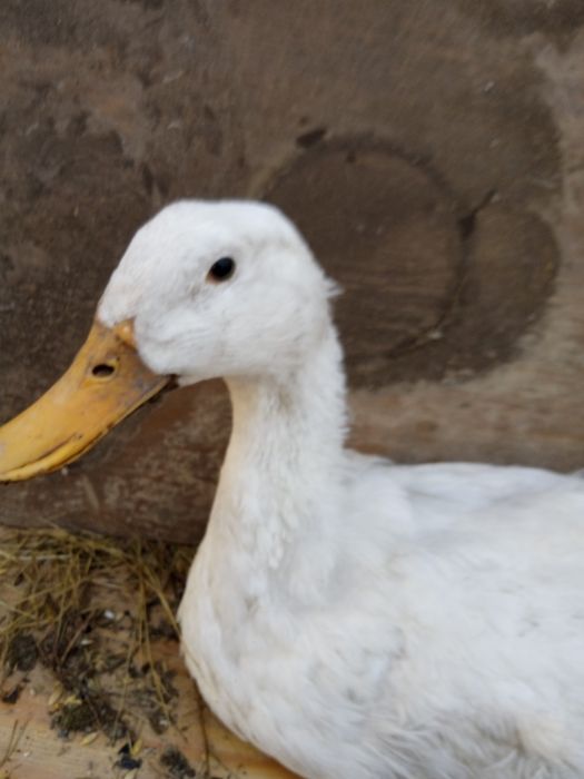 Июньские Гуси, Утки