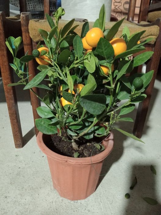 Мандарин ва кумкуват кучатлари сотилади хосиллари билан.