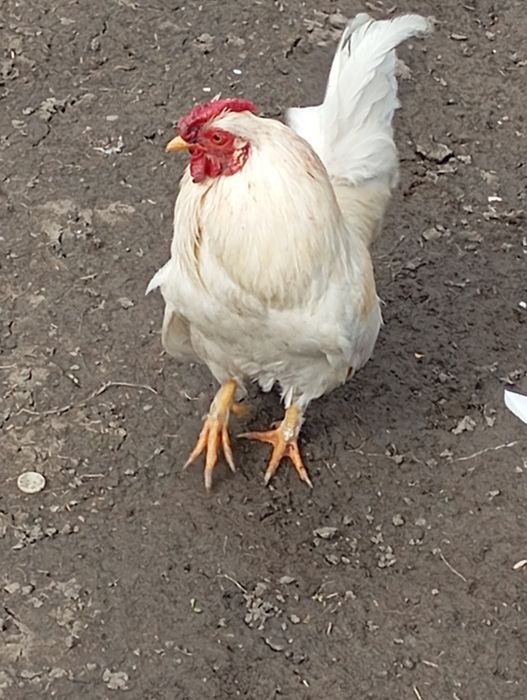 Cocoși pitici și medii de vânzare