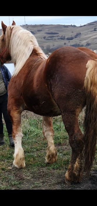 Mânz de 3 ani 900kg