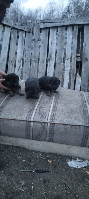 Продаю немецких щенков
