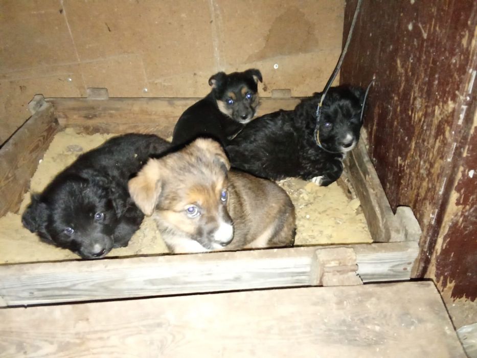 Милые щенята, звоночки,мальчики.