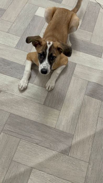 Пристраивается Мия! 6 месяцев