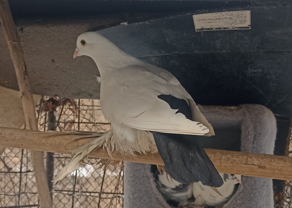 Голуби 8 шт 25000  тенге белые