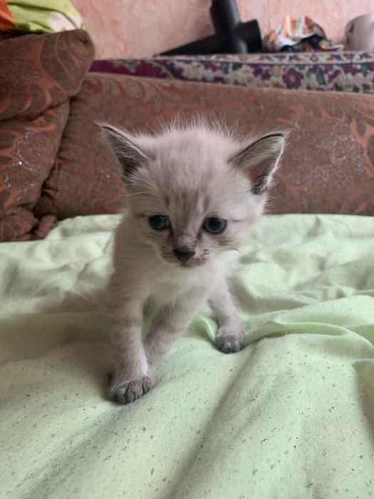 Котята в подарок