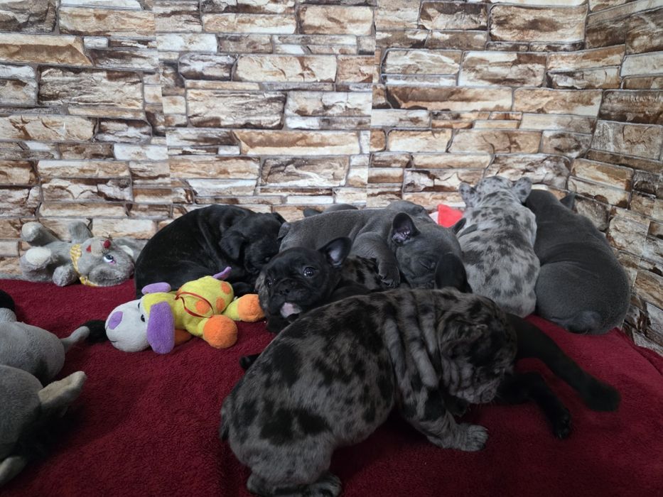 Бебета френски булдог