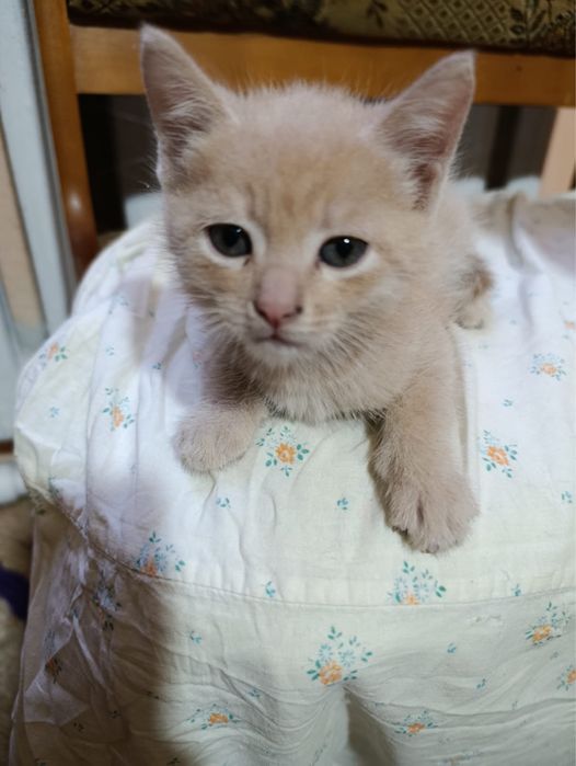 отдаем котят в добрые руки