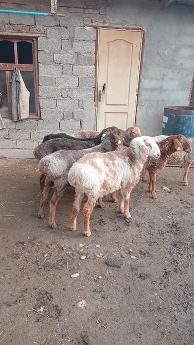 Сек сатылады,6 бас