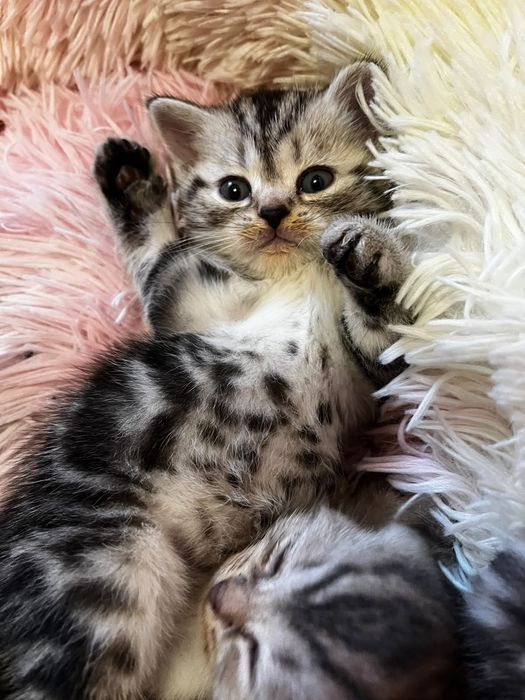 Породистые котята