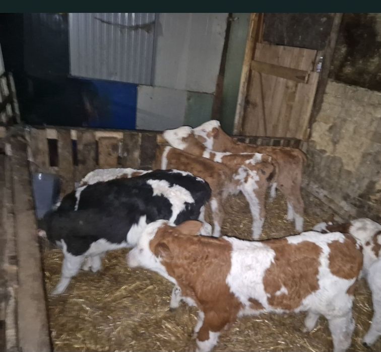 Vand 5 taurasi si 1 vitea