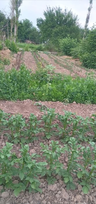 Quruq yer sotiladi 23 sotxli.