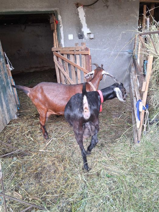 Capre Anglonubian ,una de doi ani si o iada de anul trecut plus un tap de un an.