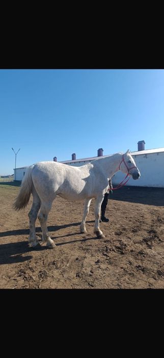 Продается Жеребец