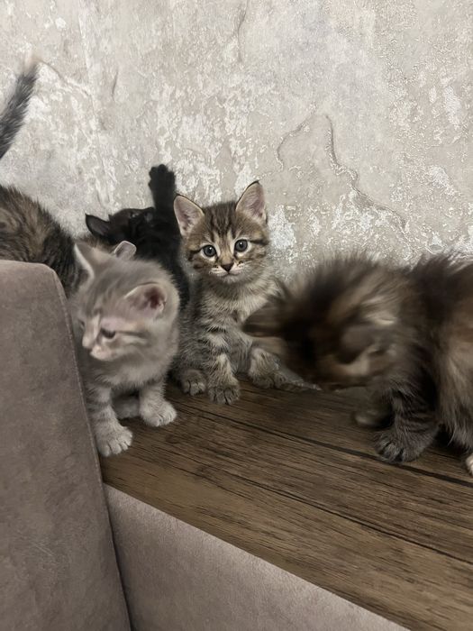 Котята в хорошие руки.