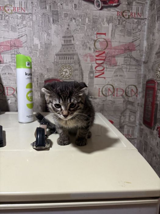 Скотиш страйт девочка