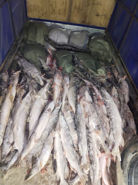 Щука рыба оптом Тургайская