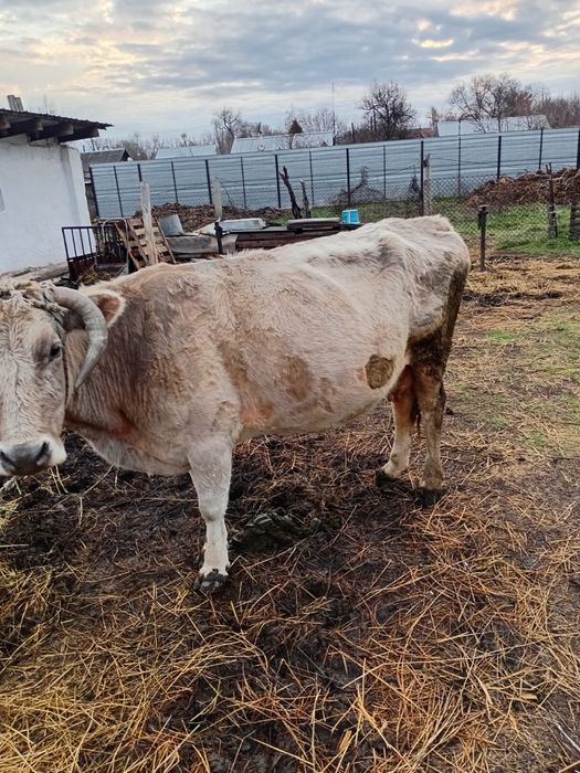 Продам корову дойную