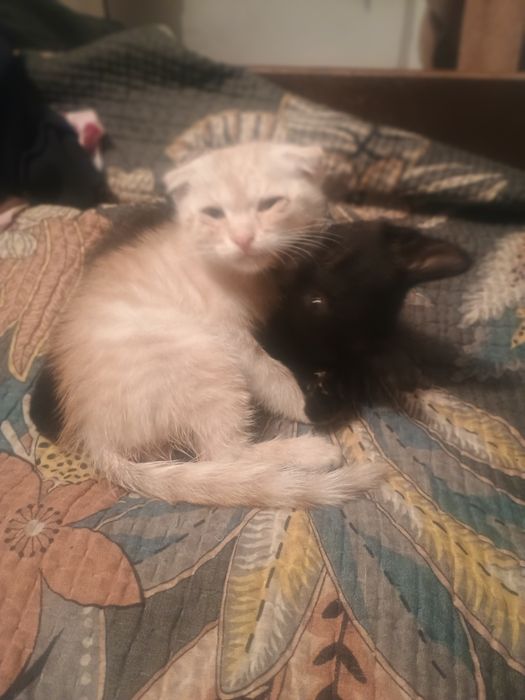 Кот шотландец веслоухий