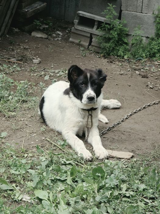 Продам САО щенка девочка