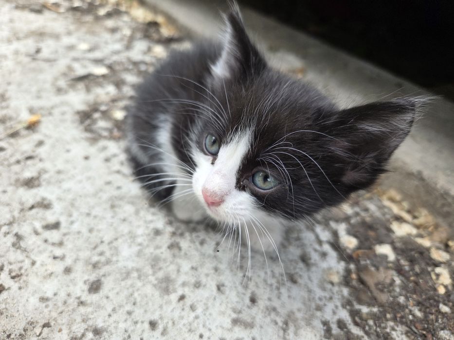 Отдам котят срочно. 1месяц