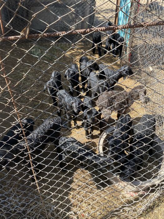 Сут ишетин козылар