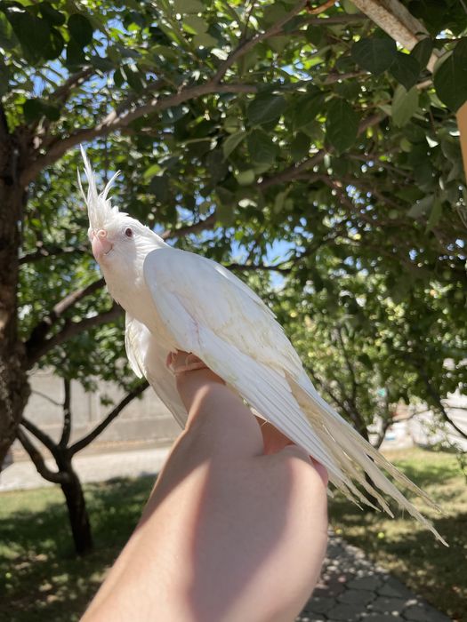 Продается ручной попугай корелла