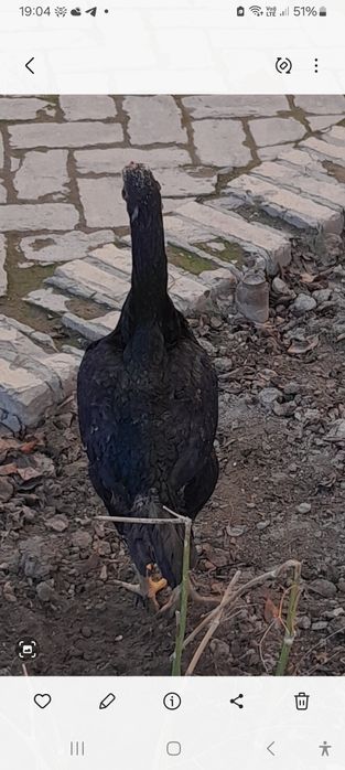 Dakan tavuq sotiladi