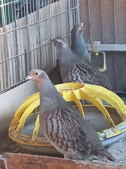 Серая куропатка.