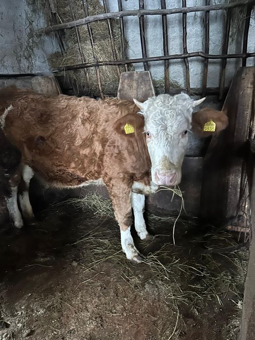 Junincă bălțată romanească