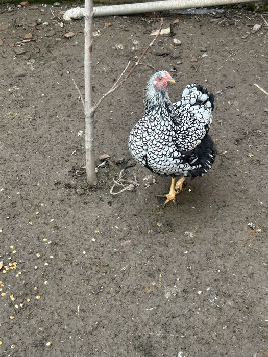 Виандот яйца инкубационные