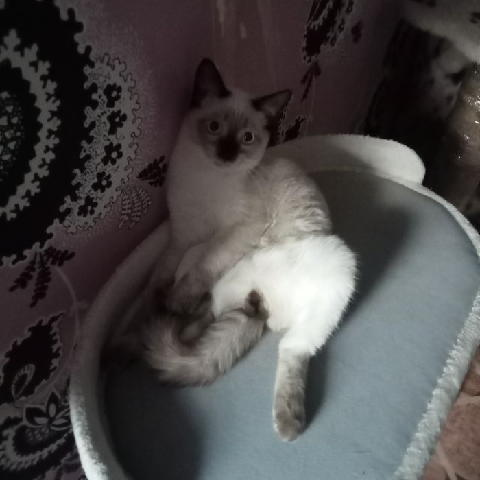Отдам котика в надёжные добрые руки.