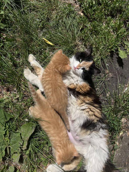 Отдам котят бесплатно