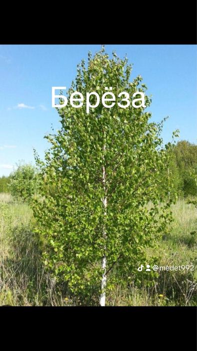 Тополь пираммидальный