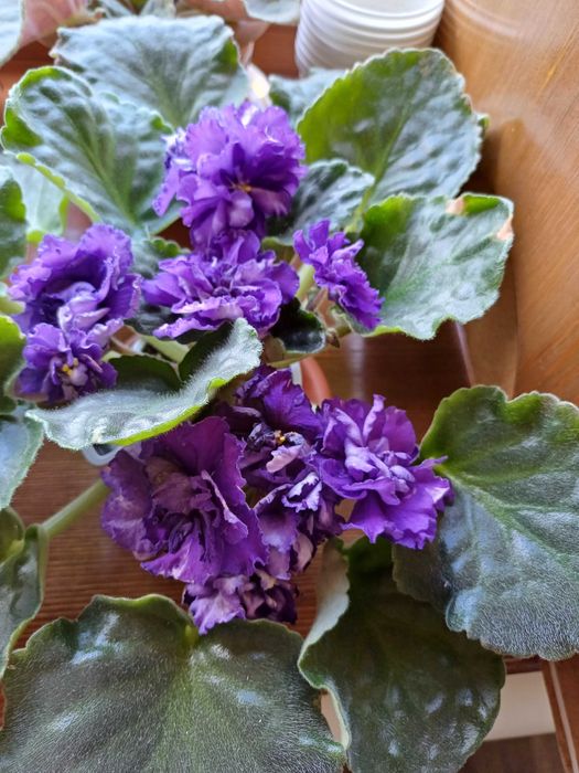 фиалки  стартеры, детки и листики