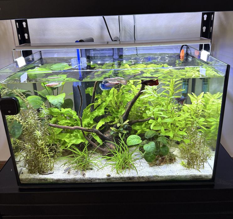 Acvarii pesti 45l si 54l, filtre Sunsun, Jbl, Aquael