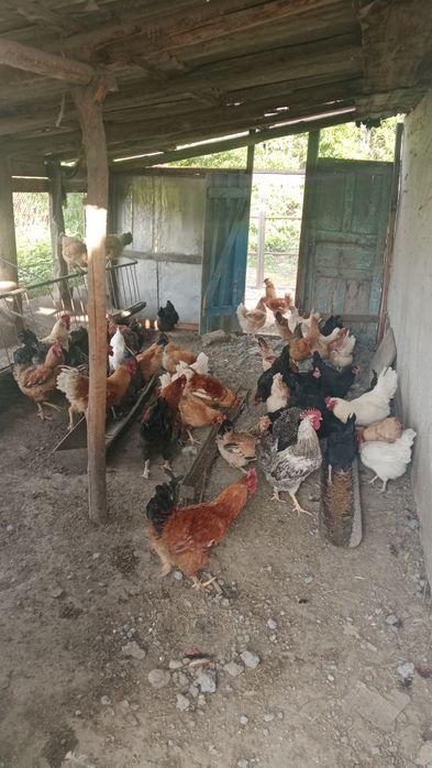 Продам курей и  петухов