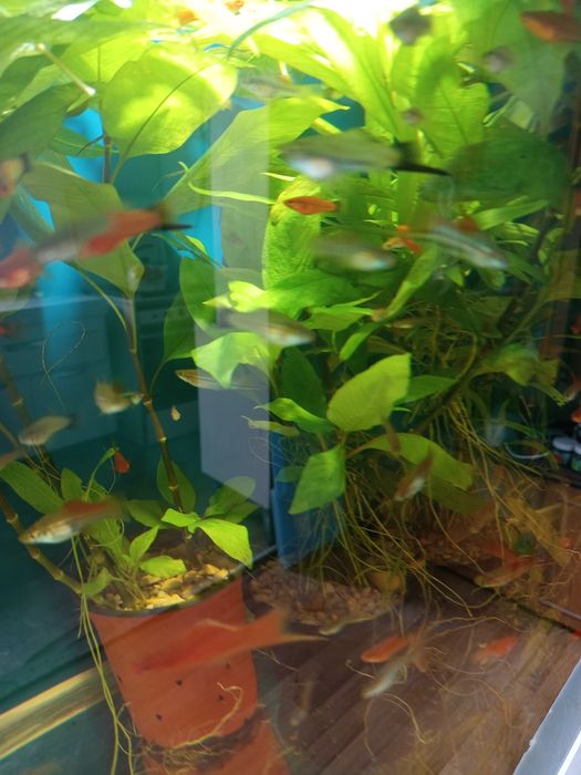 Аквариумный рыбки