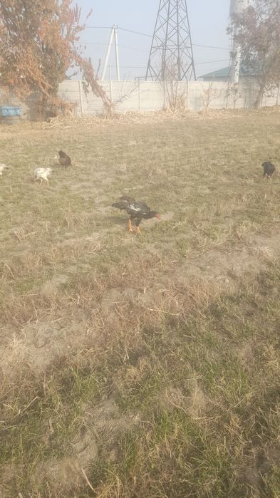 Dakan xo'roz va tovuqlar sotiladi realniy oladiganlar tel orqali