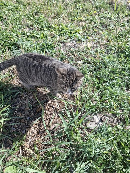 Котёнок ищет новый дом