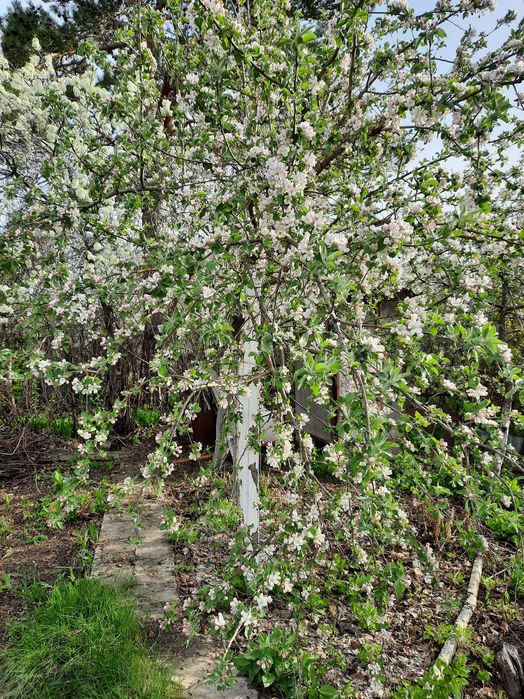 Продам Дачу на Кривом озере