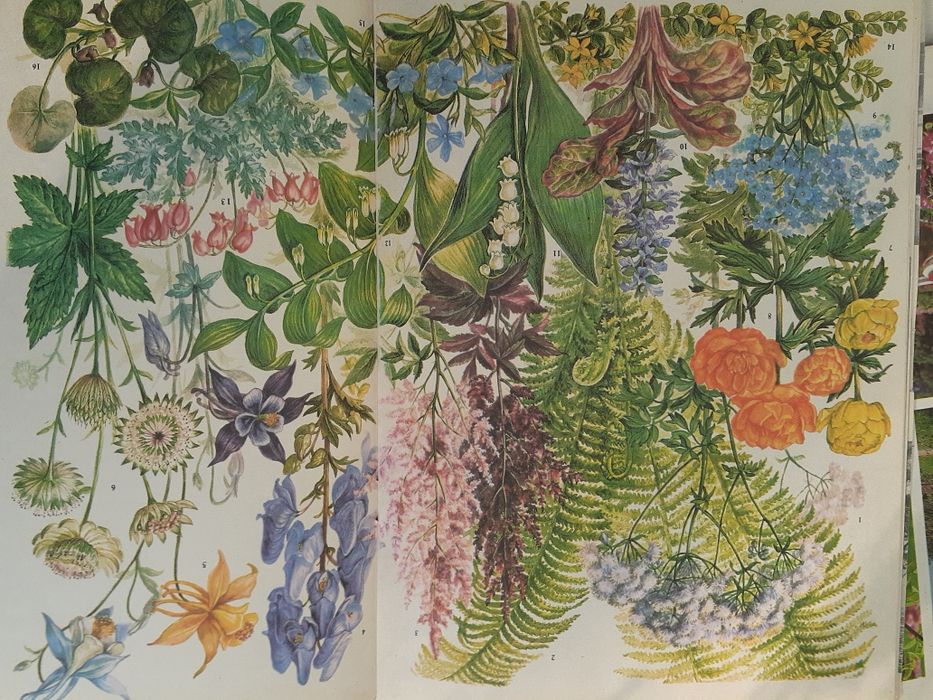 Журнал цветоводство