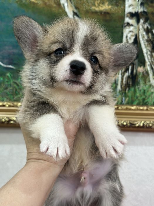 Супер детки вельш корги