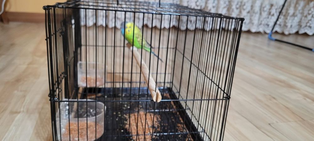 Попугаи одам в хорошие руки