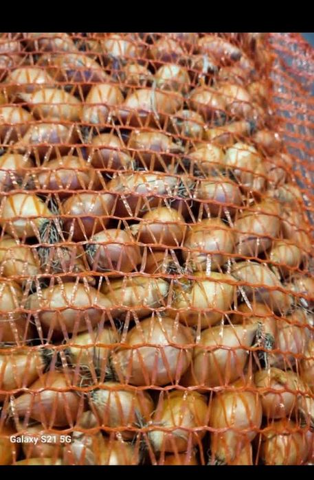 Arpagic Galben și rosu ungaria