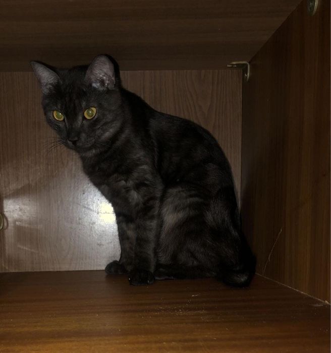 Ждём добрые руки ответсвенным