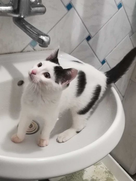 Малък сладур си търси дом (коте, котка)